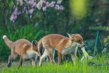 Junge Fuchsfamilie mit Welpen