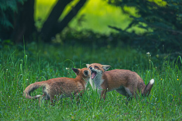 Junge Fuchsfamilie mit Welpen