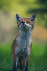 Junge Fuchsfamilie mit Welpen