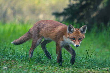Junge Fuchsfamilie mit Welpen