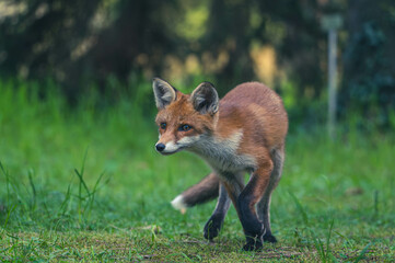 Junge Fuchsfamilie mit Welpen