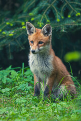 Junge Fuchsfamilie mit Welpen