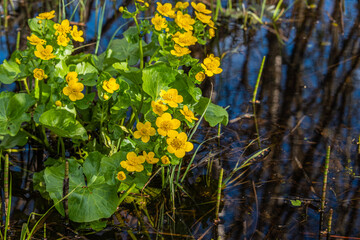 Spring primrose Caltha palustris blooms in a forest swamp.