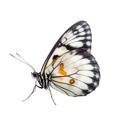 蝶々白背景GenerativeAI