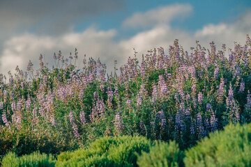 Wilderness area. Shrubs, and wildflowers. Colony of Silvery Lupine (Lupinus argenteus), beautiful the pea-like blue wildflowers in bloom, and the cloudy sky