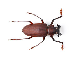 Bug, insect and closeup of titan beetle in studio for environment, zoology and fauna from above. Animal, natural and wildlife nature with creature isolated on white background for mockup and pest