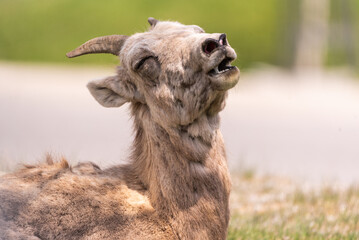 Fototapeta premium Bighorn Sheep herd seen in the mountain town in spring time. Spotted in the middle of the Village of Radium Hot Springs with blurred background. 