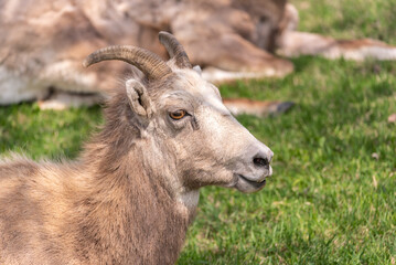 Bighorn Sheep herd seen in the mountain town in spring time. Spotted in the middle of the Village of Radium Hot Springs with blurred background. 