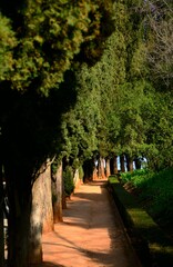 Obraz premium Allée de parc verdoyante et ombragée en été, Grenade, Espagne, Europe