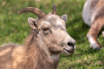 Bighorn Sheep herd seen in the mountain town in spring time. Spotted in the middle of the Village of Radium Hot Springs with blurred background. 
