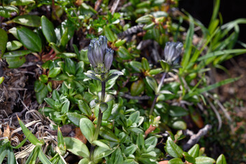 ヨコヤマリンドウ（北海道・大雪山）
