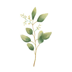 Watercolor Eucaliptus branch drawing. Hand drawn illustration with eucalyptus leaves isolated on white background. Floral herbal image of green plant. © Elena