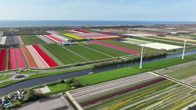 Flower field of Holland, The Netherlands.