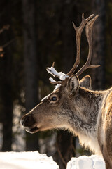 Wild Caribou seen along the Alaska Highway in Spring time with blurred background. Reindeer seen in wild, nature, wilderness environment in arctic, northern Canada. 
