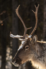 Wild Caribou seen along the Alaska Highway in Spring time with blurred background. Reindeer seen in wild, nature, wilderness environment in arctic, northern Canada. 