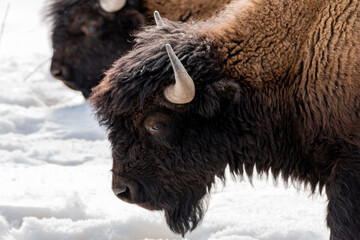 Wild wood bison seen along the Alaska Highway during spring time with snow covering the ground and white background. 