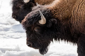 Stickers pour porte Bison Wild wood bison seen along the Alaska Highway during spring time with snow covering the ground and white background. 