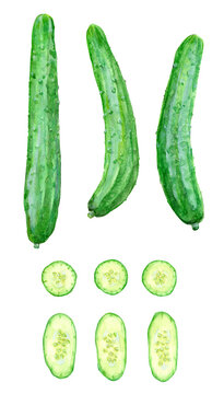 A watercolor illustration of cucumbers and their cross section images