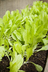 Young leaf lettuce growing in row in black soil (Selective Focus)
