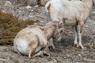 Fototapeta premium Herd of female bighorn sheep seen in the wild, wilderness area of Banff National Park during spring time.