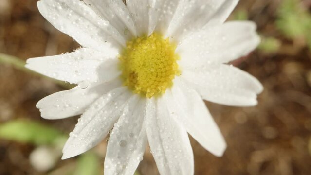 White chamomile at dawn with dew drops on its petals, top view, macro zoom.