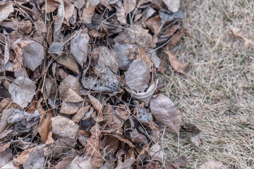 Pile of Dead leaves on a lawn cleared after winter