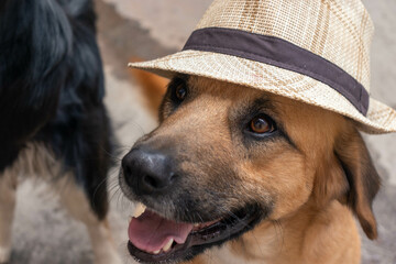 Acercamineto de la cara del perro sonriendo de la felicidad con su sombrero de paja