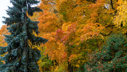 Autumn Park in Vladimir, Russia.