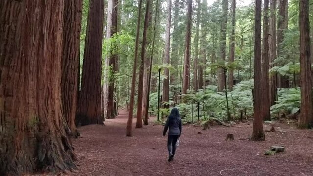 Horizontal video of woman walking through the Redwood forest admiring the beauty in New Zealand