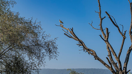 The black-headed ibis Threskiornis melanocephalus sits on a dry tree. Branches against a clear blue sky. A mountain range is visible in the distance. India. Sariska National Park.