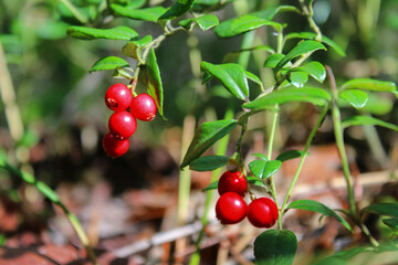 Ripe lingonberrys