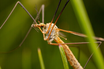 grasshopper on a leaf