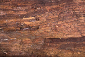 Concept Nature and production of wood products. texture of bark wood use as natural background