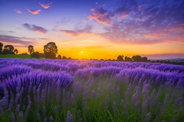Abwaschbare Fototapete Dunkelblau lavender field at sunset