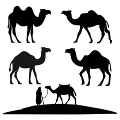 set of camels