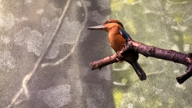 Guam Kingfisher perched on tree branch flies away, Lincoln Park Zoo Chicago