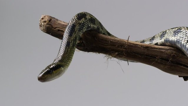 Beauty Snake wrapped around tree branch - isolated on white background