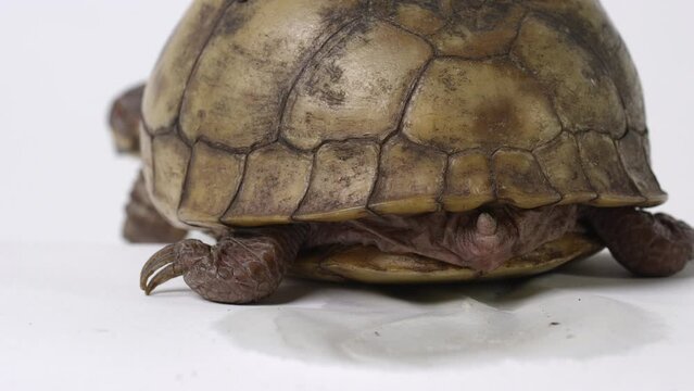 Common box turtle pees on white background - close up on back of shell