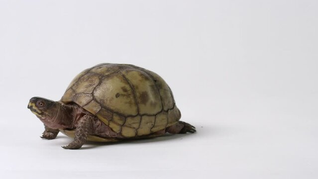 Common box turtle looking directly towards camera slowly walks off screen left - isolated on white background