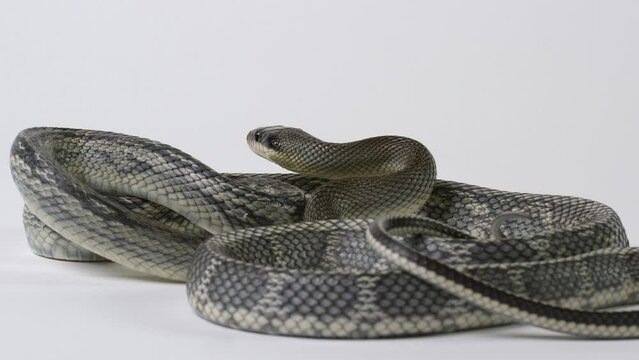 Vietnamese Blue Beauty Snake curled up on white background