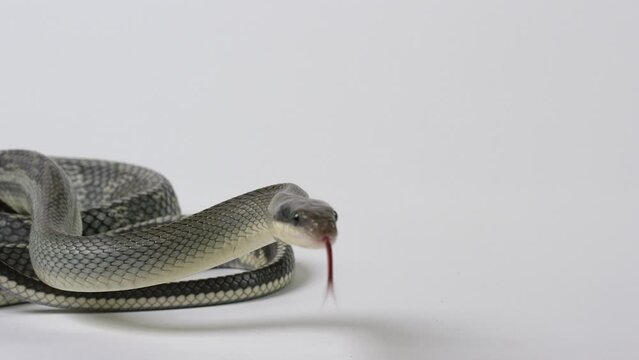 Vietnamese Blue Beauty Snake turns to look directly into camera - white background