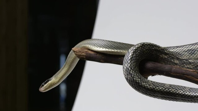 Vietnamese Blue Beauty Snake moving along tree branch - wide shot