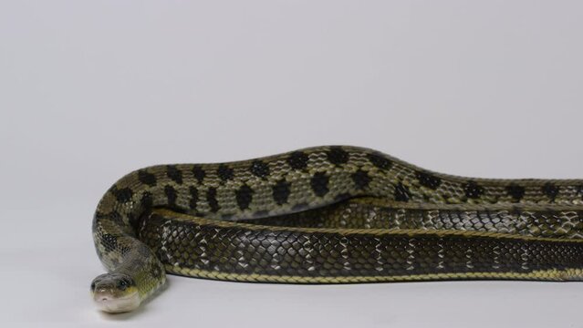 Beauty Snake looking towards camera - isolated on white background