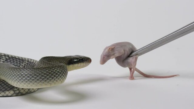 Vietnamese Blue Beauty Snake curiously investigates dead prey in front of it - isolated on white