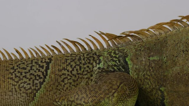 Green Iguana back focusing on pattern and spine - close up - isolated on white backgroud.