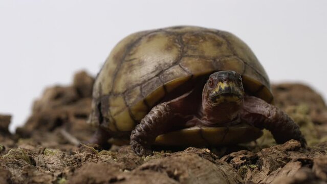 Common box turtle looking at camera - full shot - white background