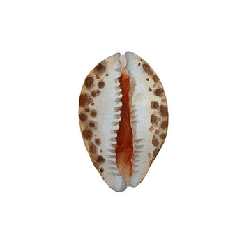 Watercolor tiger cowrie shell isolated on white background. Seashells illustration.