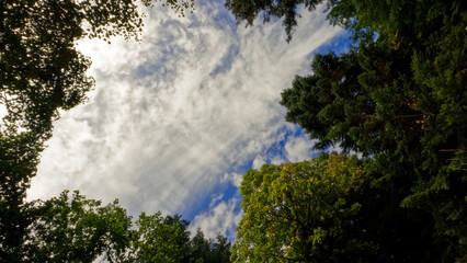 Fototapeta na wymiar cute blue sky with clouds, big greenery branches, view from below - photo of nature