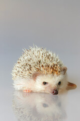 Hedgehog isolate on white background