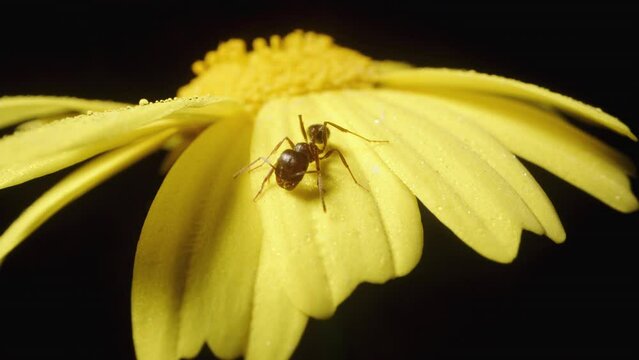 An ant sits on yellow Anacyclus flower petals in macro, waving its antennae. Against a black background.